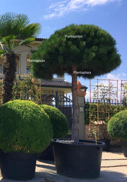 Pinus nigra Pierrick Bregeon®  120cm - halbstamm Pinie.
